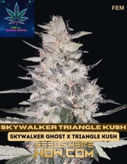 Skywalker Triangle Kush S1 (space) Intergalactic Indica(space)dominant feminized cannabis seeds