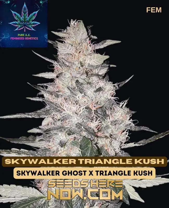 Skywalker Triangle Kush S1 - Intergalactic Indica-dominant feminized cannabis seeds