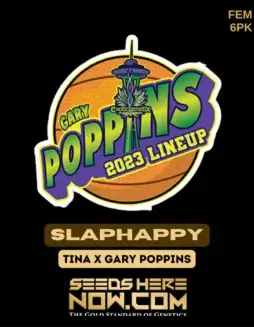 Slaphappy Feminized Seeds (space) High THC, Citrus Pine Flavor