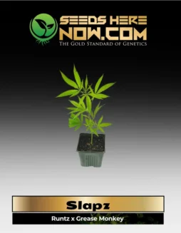 Slapz Clones (space) robust hybrid cannabis plant with Runtz and Grease Monkey genetics