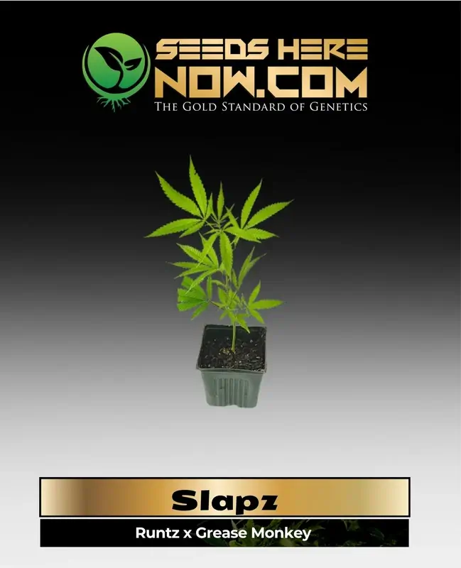 Slapz Clones - robust hybrid cannabis plant with Runtz and Grease Monkey genetics