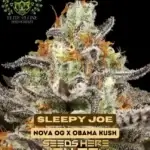 Sleepy Joe S1 (Feminized) - Elite Clone Seed Company