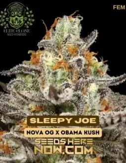 Close(space)up of Sleepy Joe S1 cannabis buds with high trichome coverage