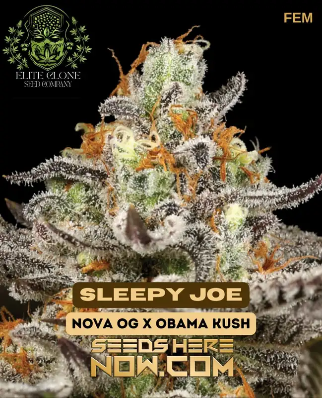 Close-up of Sleepy Joe S1 cannabis buds with high trichome coverage