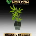 Slightly Stoopid -  ACC