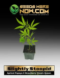 Slightly Stoopid ACC cannabis clone featuring vibrant fruity notes and balanced hybrid effects