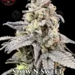 Slow N Sweet (Feminized) - Elev8 Seeds