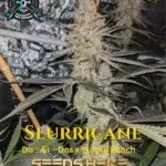 Slurricane S1 (Feminized) - Elite Clone Seed Company
