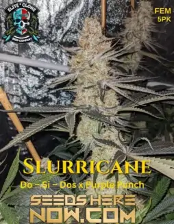 Slurricane S1 Cannabis Seeds (space) Hybrid Strain with Grape and Berry Aromas
