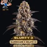 Slurty 3 (Feminized) - Dr. Blaze