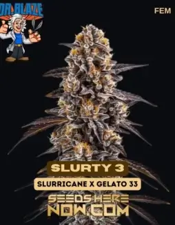 Slurty 3 (Feminized) (space) Dr. BlazeSlurty 3 Feminized Cannabis Seeds – Dr. Blaze – High Yielding Indica(space)Dominant Strain