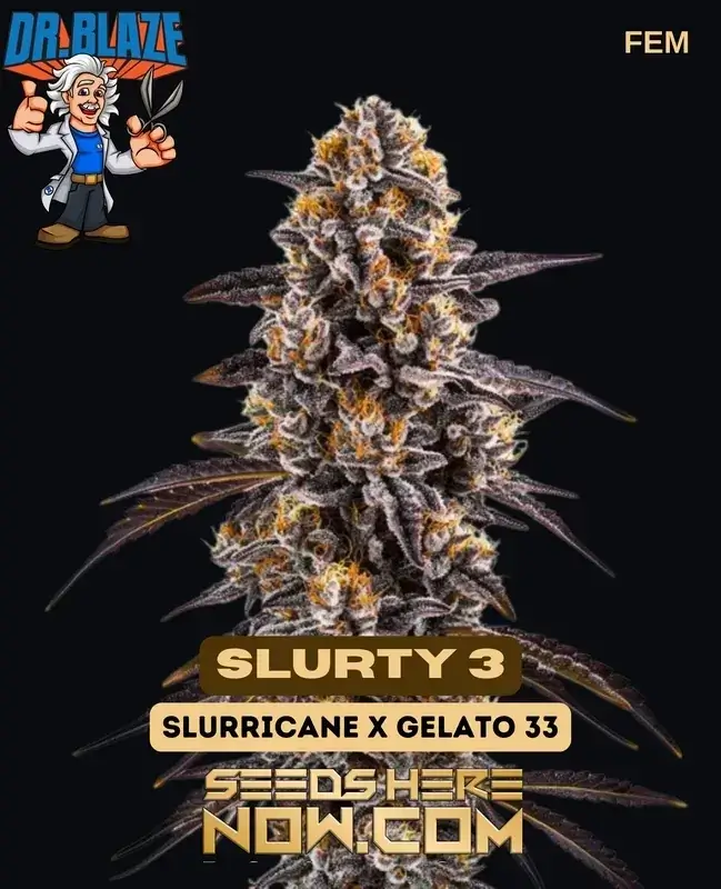 Slurty 3 Feminized Cannabis Seeds – Dr. Blaze – High Yielding Indica-Dominant Strain