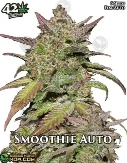 Smoothie Auto Autoflower Cannabis Seeds by Fast Buds, featuring Somango and Blueberry genetics