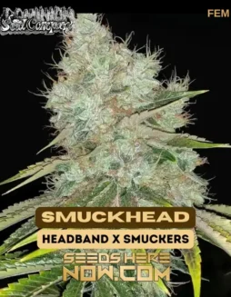 SmuckHead Feminized Seeds (space) Headband x Smuckers Hybrid
