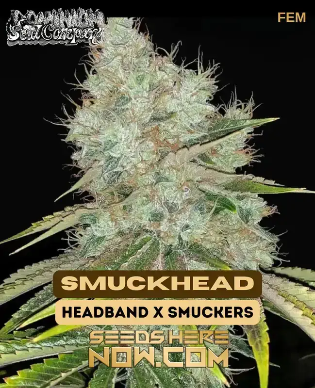 SmuckHead Feminized Seeds - Headband x Smuckers Hybrid