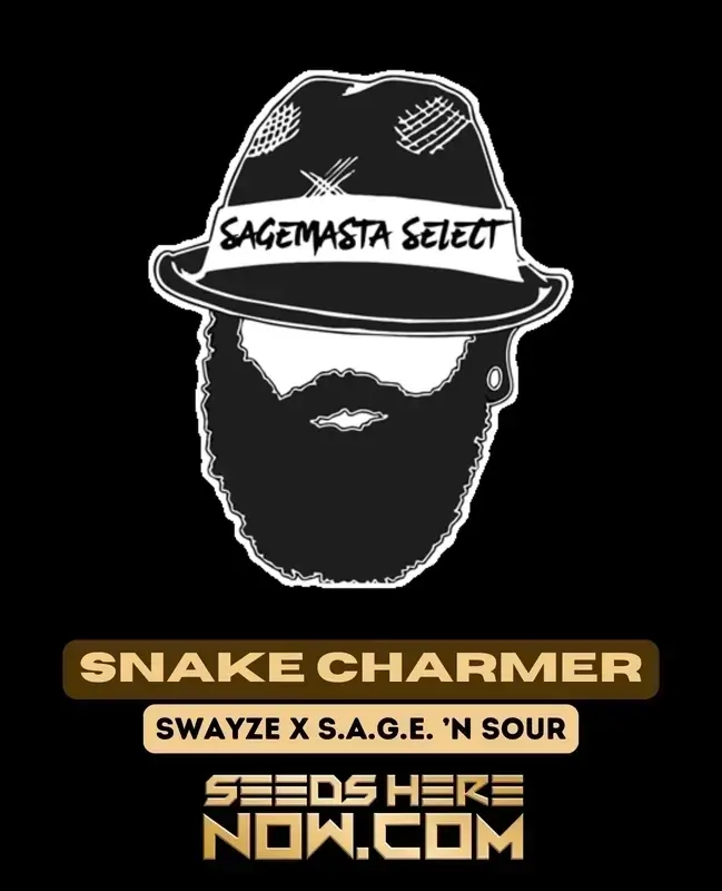 Snake Charmer Regular Cannabis Seeds by S.A.G.E.masta - Close-up view