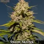 Snow Skunk (Regular) - Massive Seeds