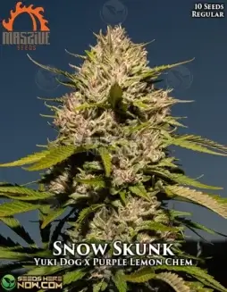 Snow Skunk Regular Cannabis Seeds by Massive Seeds (space) Hybrid Strain with THC 18(space)22%