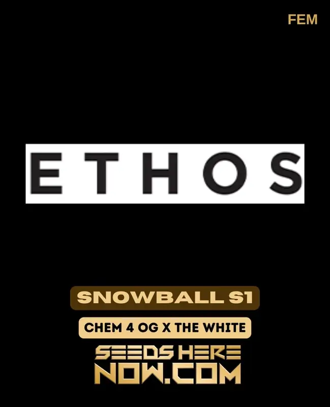 Snowball S1 Cannabis Seeds - Indica Dominant Strain with 20-25% THC
