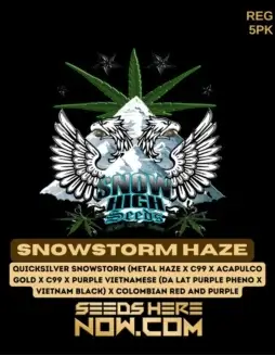 Snowstorm Haze cannabis seeds by Snow High Seeds, featuring Sativa dominance and potent THC levels