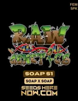 Soap S1 Feminized Cannabis Seeds by Raw Genetics displaying citrus, pine, and floral aroma