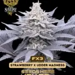 FX3 (Feminized) - Solfire Gardens