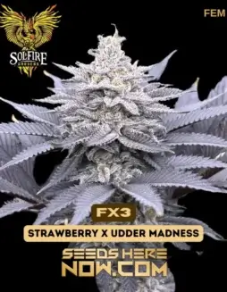 Close(space)up of Solfire Gardens FX3 feminized cannabis seeds pack