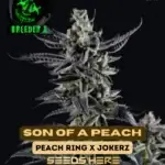 Son of a Peach (Feminized) - Breeder X