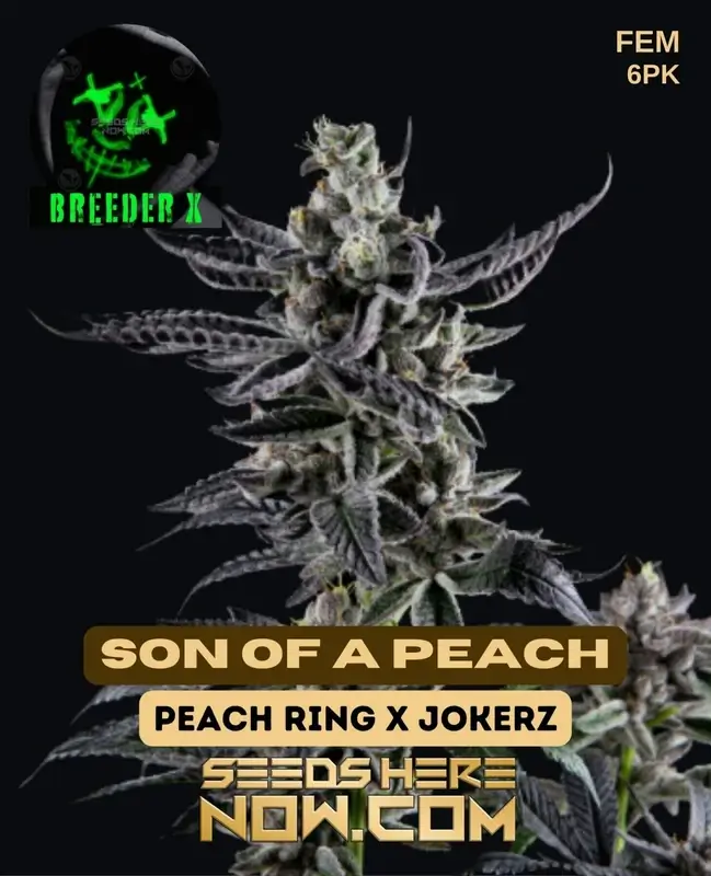 Feminized Son of a Peach cannabis seeds by Breeder X featuring Peach Ringz and Jokerz lineage