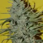 Sonic Boom (Regular) - Irie Genetics