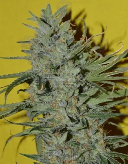 Sonic Boom regular cannabis seeds by Irie Genetics (space) Lemon OG Haze x Arise