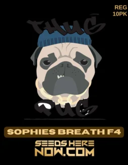 Sophies Breath F4 Regular Seeds (space) High THC Cannabis by Thug Pug Genetics