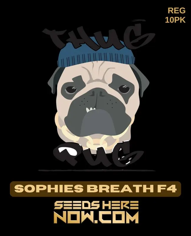 Sophies Breath F4 Regular Seeds - High THC Cannabis by Thug Pug Genetics