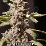 Soul Fuel (Regular) - Trichome Jungle