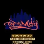 Sour 91 3.0 (Regular) - Top Dawg Seeds
