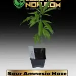 Sour Amnesia Haze Clones - ACC