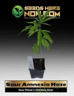 Sour Amnesia Haze clone in a 3.5(space)inch pot, showing lush green leaves and healthy roots