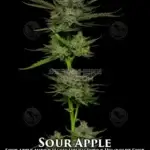 Sour Apple Autoflower (Autoflower) - Humboldt Seed Company