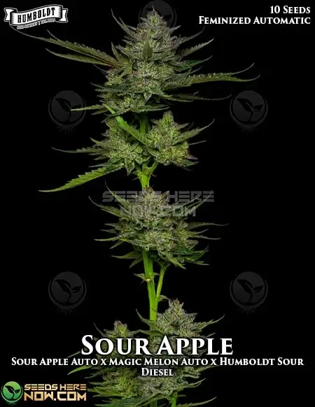 Sour Apple Autoflower seeds, a hybrid cannabis strain with 20-24% THC by Humboldt Seed Company