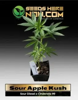 Sour Apple Kush cannabis clone in its growing phase