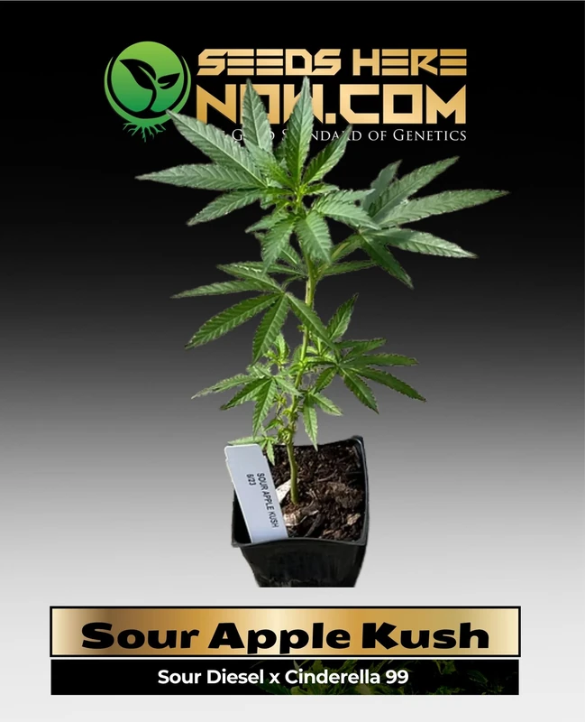 Sour Apple Kush cannabis clone in its growing phase