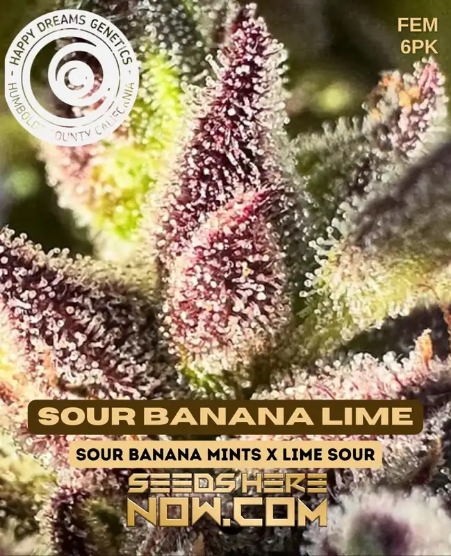 Sour Banana Lime Feminized Seeds - Happy Dreams Genetics