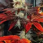 Sour Banana Sherbet (Regular) - Crockett Family Farms