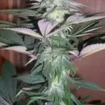 Sour BluTooth (Regular) - BOG Seeds