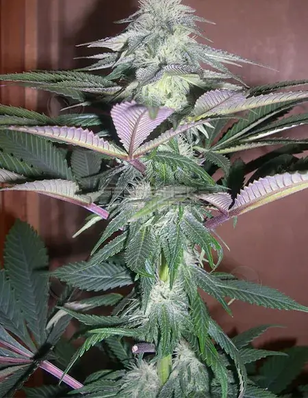 Pack of Sour BluTooth regular cannabis seeds by BOG Seeds featuring Blue Moon Rocks and Sweet Cindy genetics