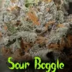 Sour Boggle (Regular) - BOG Seeds