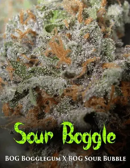 Sour Boggle cannabis seeds by BOG Seeds, featuring Indica dominance and fruity, earthy flavors