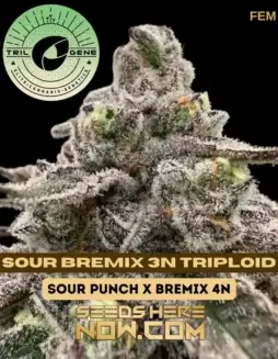 Sour Bremix 3N Triploid Cannabis Seeds by Trilogene Seeds featuring 25% THC, hybrid dominance, and a quick flowering time