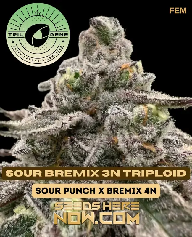 Sour Bremix 3N Triploid Cannabis Seeds by Trilogene Seeds featuring 25% THC, hybrid dominance, and a quick flowering time