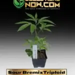 Sour BremixTriploid Clones - ACC